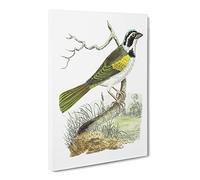 Silent Tanager Bird By George Shaw Canvas Print | Gallery Wrapped 30mm Frame Wall Art | 30x20 inches | Ready to Hang | Retro Animals Picture | Living Room Bedroom Lounge Office