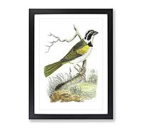 Silent Tanager Bird By George Shaw Vintage Framed Print | A4 Black Framed Wall Art | Ready to Hang | Classic Nature Picture | Living Room Bedroom Lounge Office