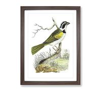Silent Tanager Bird By George Shaw Vintage Framed Print | A4 Walnut Framed Wall Art | Ready to Hang | Classic Nature Picture | Living Room Bedroom Lounge Office