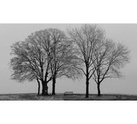 Silhouette of a dead tree in black and white - 1000-piece paper puzzle - Fun game 38 x 52 cm