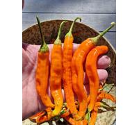 Sili-A-Top Chilli Seeds - 10 Fresh Seeds