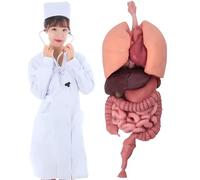 Silicone human internal organs model, realistic lung, liver, stomach, large intestine and kidney model, 3D teaching anatomy model