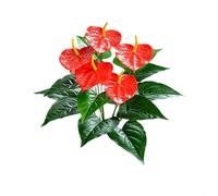 Silk Artificial Anthurium Plant 55cm Red for stem Silk Artificial | Lifelike red blooms, 55cm height, sturdy silk material, no watering needed, indoor decoration