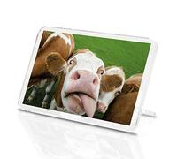 Silly Cow Classic Fridge Magnet - Cattle Farm Animal Funny Cows Fun #12444