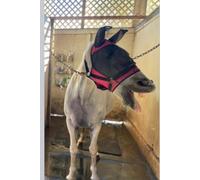 Silly Horses: Horses being silly