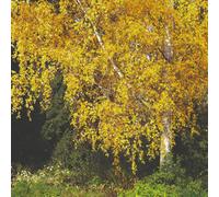 Silver Birch Hedging (Betula Pendula) - Native Tree With White Bark Bareroots Thompson & Morgan