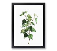 Silver Birch Tree Branch by Pierre-Joseph Redoute Framed Print | A2 Black Framed Wall Art | Ready to Hang | Modern Floral Picture | Living Room Bedroom Lounge Office