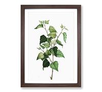 Silver Birch Tree Branch by Pierre-Joseph Redoute Framed Print | A2 Walnut Framed Wall Art | Ready to Hang | Modern Floral Picture | Living Room Bedroom Lounge Office