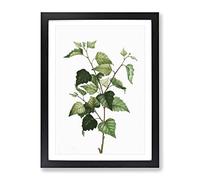 Silver Birch Tree Branch By Pierre Joseph Redoute Vintage Framed Wall Art Print, Ready to Hang Picture for Living Room Bedroom Home Office Décor, Black A3 (34 x 46 cm)