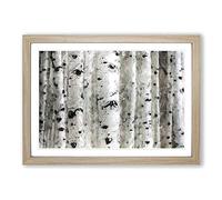 Silver Birch Tree Forest Framed Print | A2 Oak Framed Wall Art | Ready to Hang | Modern Floral Picture | Living Room Bedroom Lounge Office