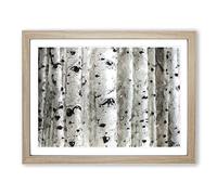 Silver Birch Tree Forest Modern Art Framed Wall Art Print, Ready to Hang Picture for Living Room Bedroom Home Office Décor, Oak A2 (64 x 46 cm)