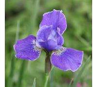 Silver Edge Siberian Iris Perennials Flowering Plants Iris 2L Pot Plant Theory Green One Size