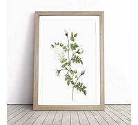 Silver-Flowered Hispid Rose by Pierre-Joseph Redoute Framed Wall Art Picture Print - Canvas Painting - Modern Home Décor Poster - Ready to Hang for Living Room Bedroom Kitchen - Oak A3 (36 x 48 cm)