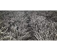 Silver Ghost: An Homage to the Salmon Rivers of Atlantic Canada