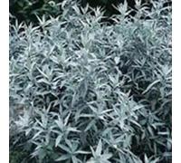 Silver Queen Western Mugwort Perennials Flowering Plants Artemisia 2L Pot Plant Theory Green One Size