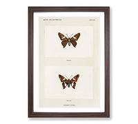 Silver-Spotted Skipper Butterfly by S.F. Denton Framed Print | A2 Walnut Framed Wall Art | Ready to Hang | Modern Animal Picture | Living Room Bedroom Lounge Office