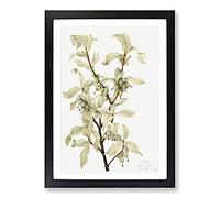 Silverberry by Mary Vaux Walcott Framed Print | A2 Black Framed Wall Art | Ready to Hang | Modern Nature Picture | Living Room Bedroom Lounge Office