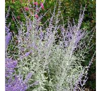 Silvery Blue Russian Sage Outdoor Shrub Plant Perovskia 2L Pot Plant Theory Green One Size