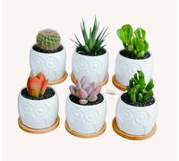 Simpa 6Pc White Owl Ceramic Plant Pots