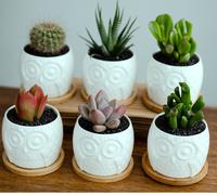 simpa 6PC White Owl Ceramic Plant Pots simpa White