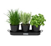 simpa Embossed Metal 3PC Herb Planters with Tray in Black simpa Black