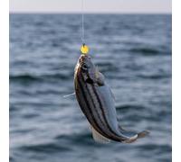 Simplify Your Approach to Carp Fishing with Reliable EVA Floating Balls as Key Elements in Effective Rigging Techniques with Ups Hookbaits (17mm Original Yellow)