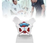 Simulated Colorful Female Pelvis Model Female Pelvis Model Removable Pelvic Floor Anatomy Model for Midwifery Teaching