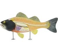 Simulated Perch Internal Organ Anatomy Model, Fish Skeleton Organs Model with Numbered Structures, Removable Organs, Mounted on Base, for Study Display Teaching Medical Model.