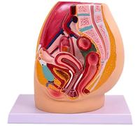 Simulation Female Pelvic Model Female Genitourinary System Specimen Median Sagittal Cut Human Anatomy Teaching Display Model
