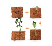 Simulation Life Cycle Of A Green Bean Plant Growth Model Action Educational Toys