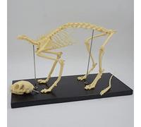 Simulation of Animal Dog Skeleton Model Dog Anatomy Skeleton Whole Body Bones Pet Biology Veterinary Teaching Learning S