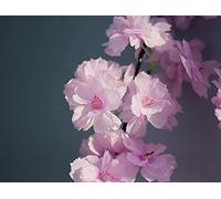 Simulation Of Cherry Blossom Rattan Door Lintel Wreath Wedding Flower Strip Road Leading Arch Door Household Refrigerator Water Pipe Window Decoration-purple Wreath Ring Autumn Decorations