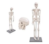 Simulation of Human Skeleton Model,Human Skeleton Model 85Cm Anatomical Replica Skeleton Base And Support Rod Visual Tea