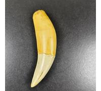 Simulation Tiger Tooth Model, Animal Tooth Models, Resin Tiger Teeth Model for Medical Teaching, Art Collection,Painting Decoration Exhibition, Educational Tool Gifts.