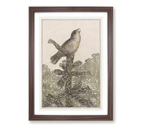 Singing Bird On Pine Tree by Theo Van Hoytema Framed Print | A2 Walnut Framed Wall Art | Ready to Hang | Modern Floral Picture | Living Room Bedroom Lounge Office