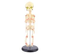 Single Piece for Baby Skull Human Research Model Skeleton Anatomical Brain Anatomy Teaching Display Skull Model Anatomy