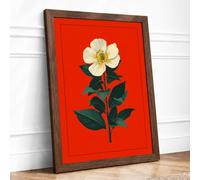 Single Stem in White Botanical Framed Wall Art Print A4 Walnut | Ready to Hang, Premium Gi Paper, Fade-Resistant Inks, Securely Packaged, UK Made