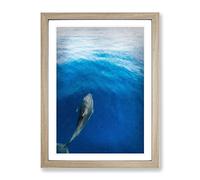 Singular Dolphin Modern Framed Wall Art Print, Ready to Hang Picture for Living Room Bedroom Home Office Décor, Oak A2 (64 x 46 cm)