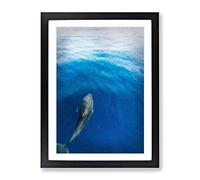 Singular Dolphin Modern Framed Wall Art Print, Ready to Hang Picture for Living Room Bedroom Home Office Décor, Black A2 (64 x 46 cm)