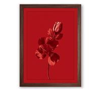 Singular Red Bloom Botanical Framed Wall Art Print A3 (42×29.7cm) Walnut, Wall Decor for Living Room, Bedroom, Office & Home, Ready to Hang, Art Gift