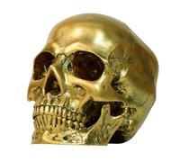 Sinromrich Resin Skull Model