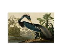 sipfsi John James Audubon Masterpieces(Louisiana Heron) Interior Upgrades Poster Canvas Wall Art Picture Prints Hanging Photo Idea Decor Homes Artworks 16x24inch(40x60cm)