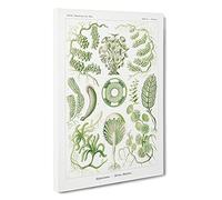 Siphoneae Algae By Ernst Haeckel Canvas Print for Living Room Bedroom Home Office Décor, Wall Art Picture Ready to Hang, 30 x 20 Inch (76 x 50 cm)