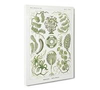 Siphoneae Algae By Ernst Haeckel Canvas Print | Gallery Wrapped 30mm Frame Wall Art | 20x14 inches | Ready to Hang | Surrealist Picture | Living Room Bedroom Lounge Office