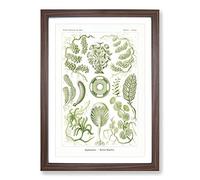 Siphoneae Algae by Ernst Haeckel Framed Print | A2 Walnut Framed Wall Art | Ready to Hang | Modern Nature Picture | Living Room Bedroom Lounge Office