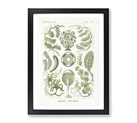 Siphoneae Algae By Ernst Haeckel Vintage Framed Print | A4 Black Framed Wall Art | Ready to Hang | Classic Nature Picture | Living Room Bedroom Lounge Office