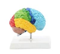 Sirxlevcy Right Hemisphere of Brain Human Body Model Right Hemisphere of Brain Human Body Model PVC 1:1 for Student Teaching Study Assembling Model
