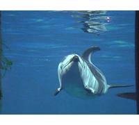 Six Feet Under The Sea