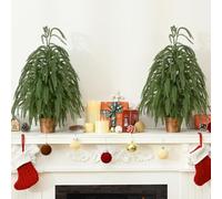 Siyaluens 2 Pcs 2FT Potted Norfolk Pine Tree, Small Tabletop Christmas Tree | Artificial Cascading Xmas Tree, Real Touch PE Branch Mini Tabletop Christmas Tree, Xmas Decor for Desk Home Indoor Entryway