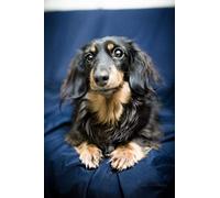 Siyse Diy Diamond Painting Kits Cute Long-Haired Dachshund Pet Dog Crystal Rhinestone Diamond Embroidery Paintings Pictures Arts Craft For Home Wall Decoradults kids art diamond number
